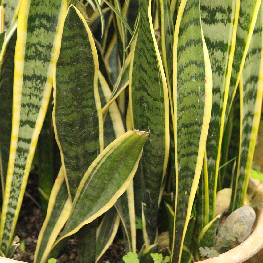 Sansevieria Sansevieria