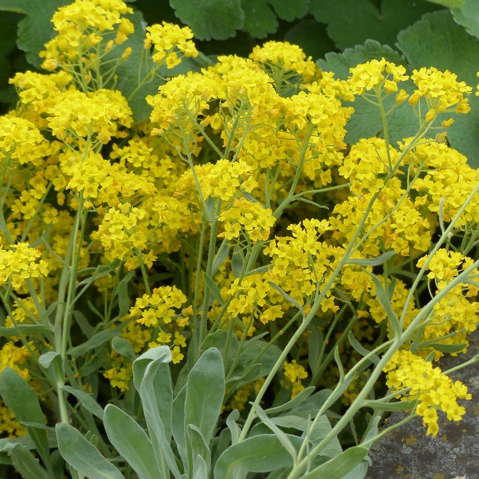 Alyssum Saxatile - Gold Ball Alyssum Saxatile - Gold Ball