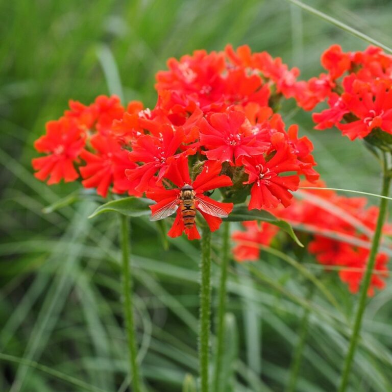 Lychnis Arkwrightii