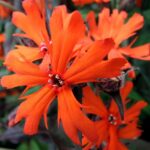 Lychnis Arkwrightii - imagine 2