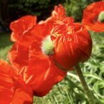 Papaver Orientale - Pizzicato