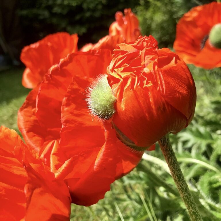 Papaver Orientale - Pizzicato