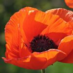 Papaver Orientale - Pizzicato - imagine 2