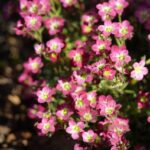 Saxifraga Arendsii - Purpurea Pink