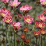 Saxifraga Arendsii - Purpurea Pink - imagine 2