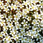 Saxifraga Arendsii - White