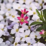 Saxifraga Arendsii - White - imagine 2