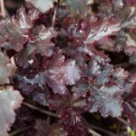 Heuchera Americana - Palace Purple