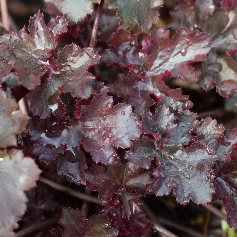 Heuchera Americana - Palace Purple