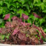 Heuchera Americana - Palace Purple - imagine 2
