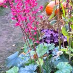 Heuchera - Ruby Bells