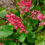 Heuchera - Ruby Bells - imagine 2