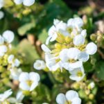 Arabis Schneeball White