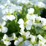 Arabis Schneeball White - imagine 2