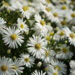 Argyranthemum Compact White