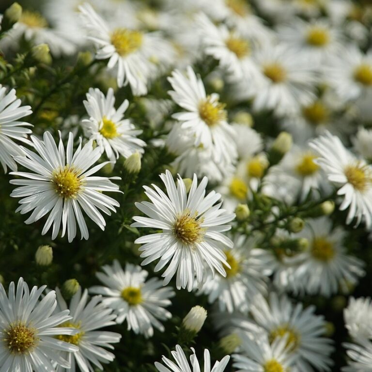 Argyranthemum Compact White