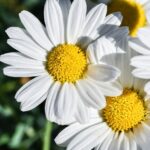 Argyranthemum Compact White - imagine 2