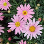 Argyranthemum - Compact Pink