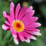 Argyranthemum - Compact Pink - imagine 2