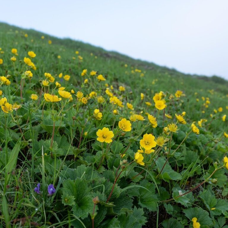 Geum chiloense - Gold Ball