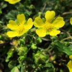 Geum chiloense - Gold Ball - imagine 2