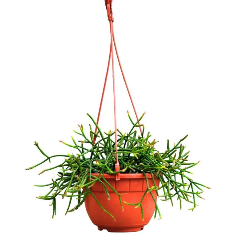 Rhipsalis
