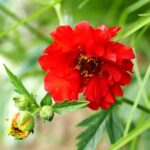 Geum chiloense - Bradshaw Red