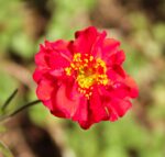 Geum chiloense - Bradshaw Red - imagine 2