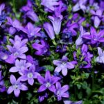 Campanula carpatica - Deep Blue