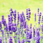 Lavandula - Hidcote Blue Strain