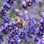 Lavandula - Hidcote Blue Strain - imagine 2