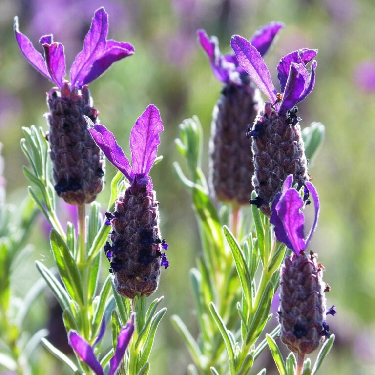 Lavandula Stoechas - Purple