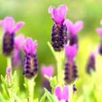 Lavandula Stoechas - Purple - imagine 2