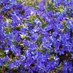 Lithodora Diffusa - Heavenly Blue