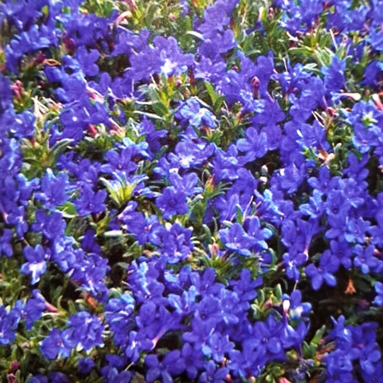 Lithodora Diffusa - Heavenly Blue
