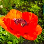 Potent Seilla - Argyr Scarlet