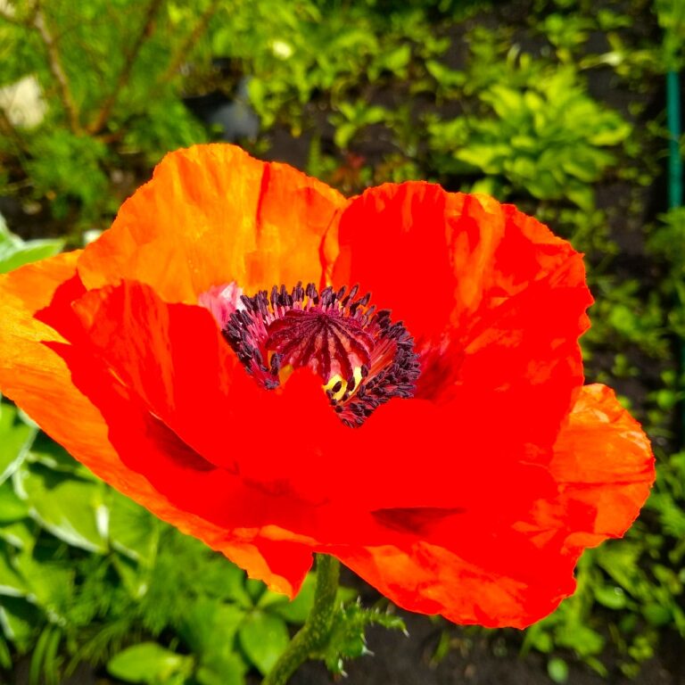 Potent Seilla - Argyr Scarlet