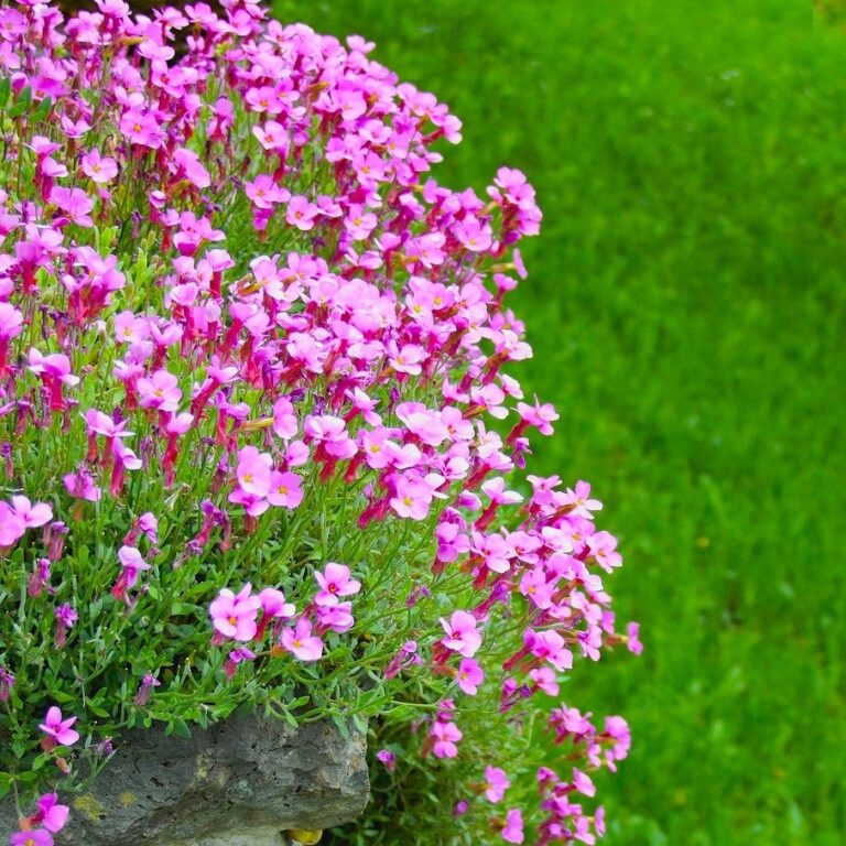 Arabis Blepharophylla - Rote Sensation