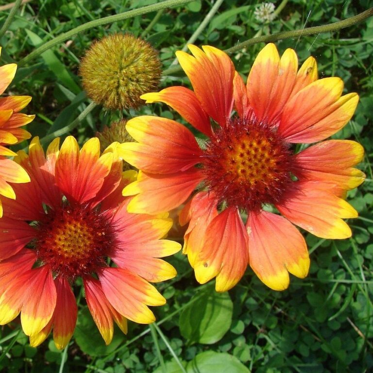 Gaillardia Aristata - Solero