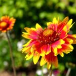 Gaillardia Aristata - Solero - imagine 2