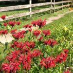 Monarda didyma - Red Colors