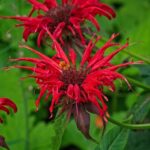 Monarda didyma - Red Colors - imagine 2