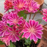 Lewisia Else