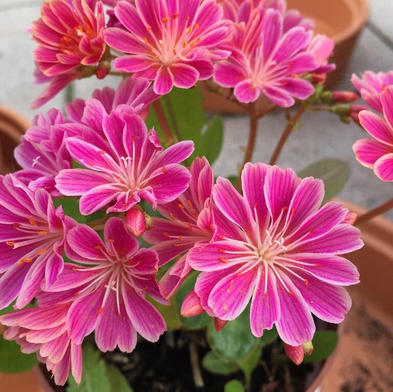 Lewisia Else