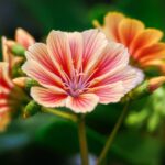 Lewisia Else - imagine 2