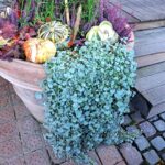 Dicohondra argentea - Silver Falls