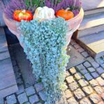 Dicohondra argentea - Silver Falls - imagine 2