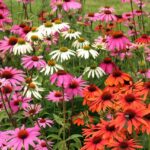 Echinacea Purpurea - Cheyenne Spirit