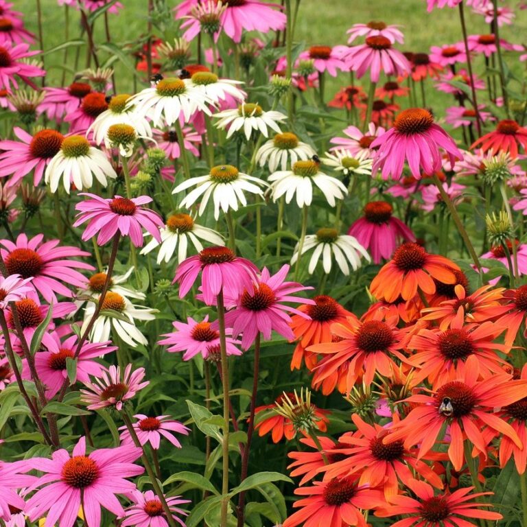 Echinacea Purpurea - Cheyenne Spirit