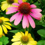 Echinacea Purpurea - Cheyenne Spirit - imagine 2